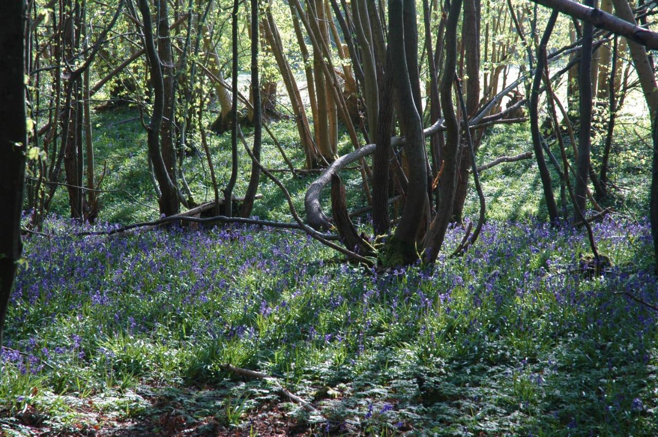 Ferienwohnung Bluebells Rye Exterior foto