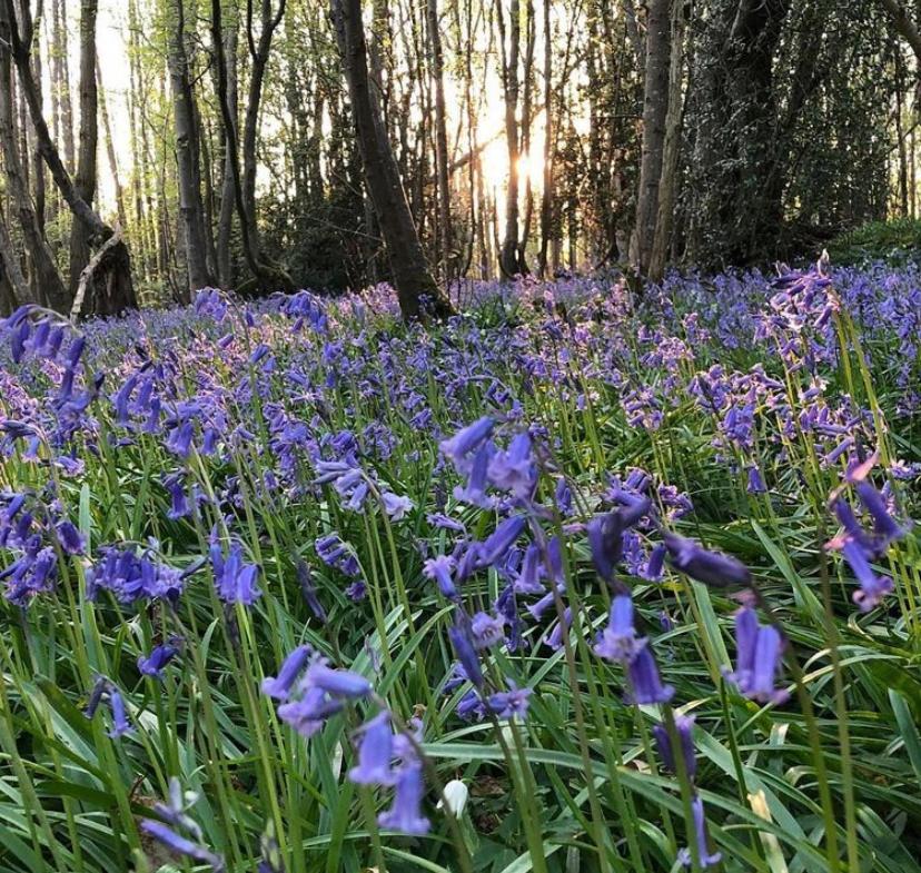 Ferienwohnung Bluebells Rye Exterior foto