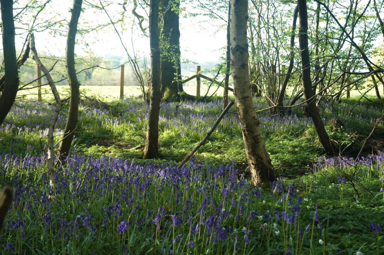 Ferienwohnung Bluebells Rye Exterior foto